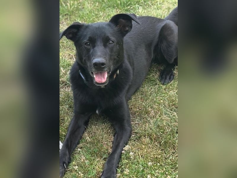 FIETE – erfahrener, konsequenter Hundehalter gesucht FIETE – erfahrener, konsequenter Hundehalter gesucht