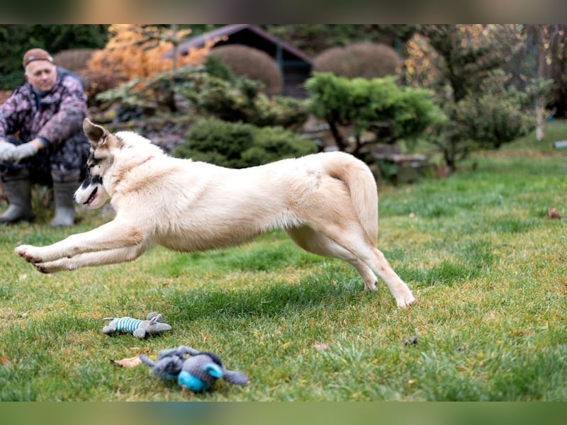 Lebenslustige JOSIE sucht eine aktive Familie