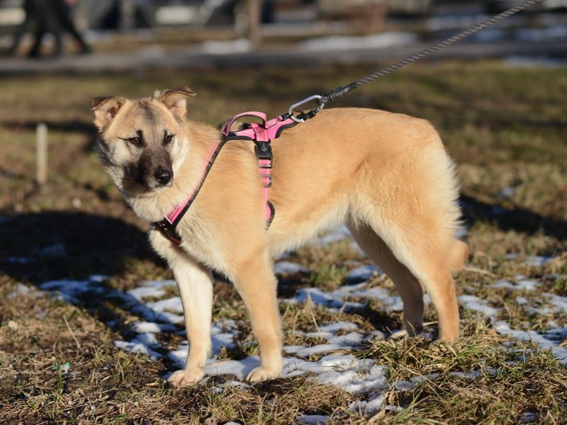 Nachdenkliche Arina ist für ruhige Menschen