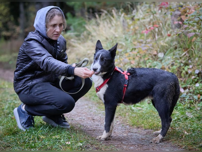 Ruhiger LEVIN sucht ein Zuhause