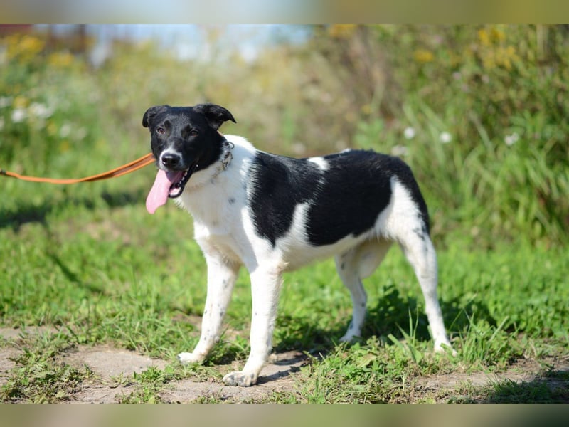 Niedliche ZOYA sucht ein liebevolles Zuhause Niedliche ZOYA sucht ein liebevolles Zuhause