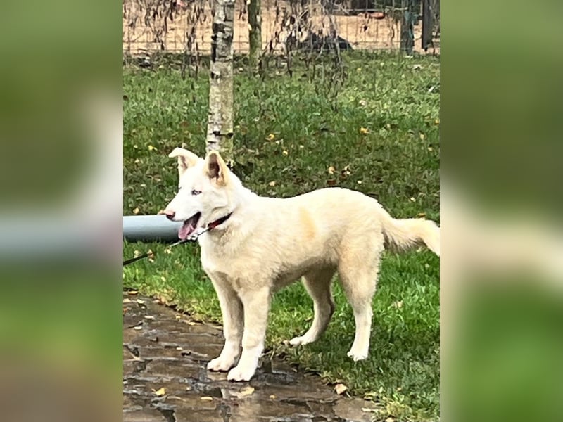 Bescheidene NURIKA sucht eine Familie