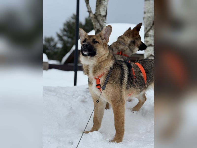 Ruhige NOOBI sucht ein Zuhause