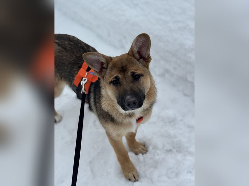 Ruhige NOOBI sucht ein Zuhause