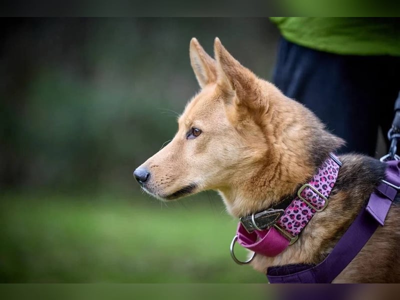 JEK ist ein echter Familienhund. Familie wird gesucht.