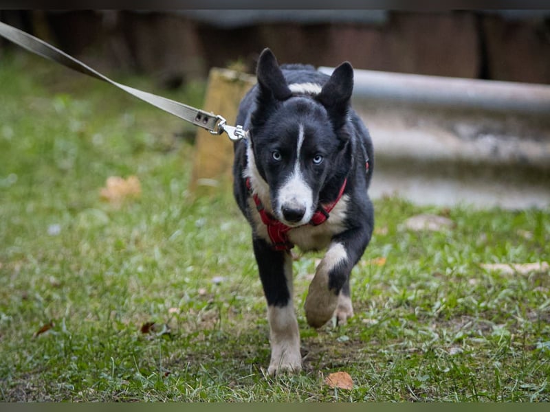 Ruhiger LEVIN sucht ein Zuhause