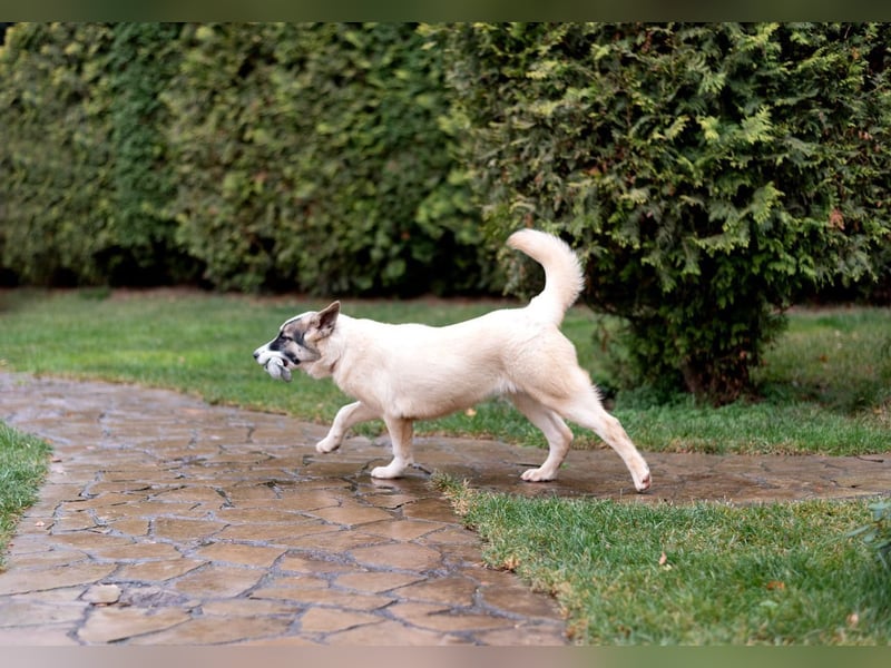 Lebenslustige JOSIE sucht eine aktive Familie