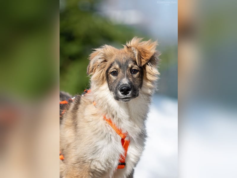 Freundlicher ILYUSHA sucht seine Menschen