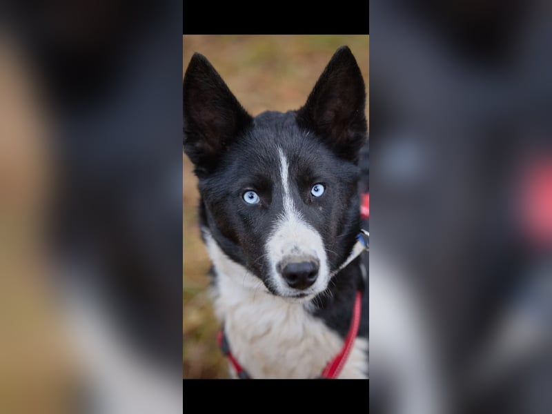 Ruhiger LEVIN sucht ein Zuhause