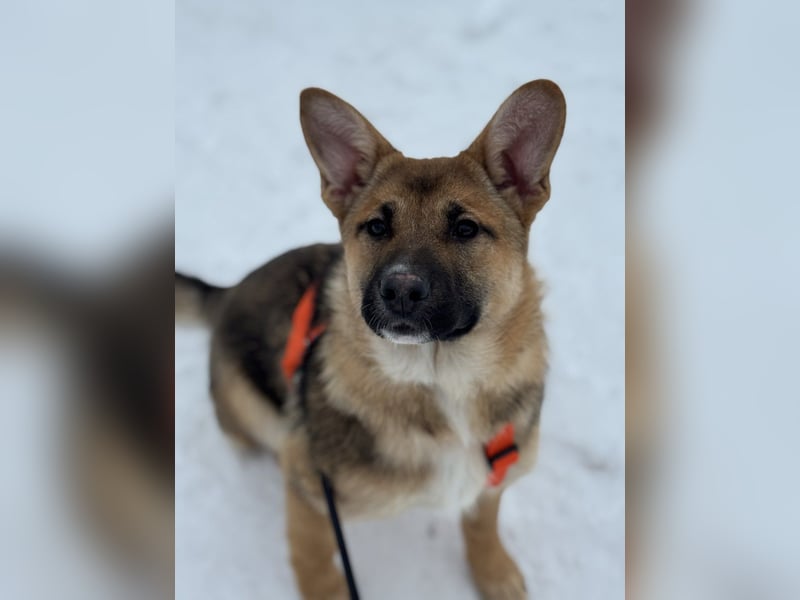 Ruhige NOOBI sucht ein Zuhause