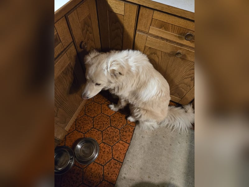 Bildhübsche EFFI sucht eine neue Familie