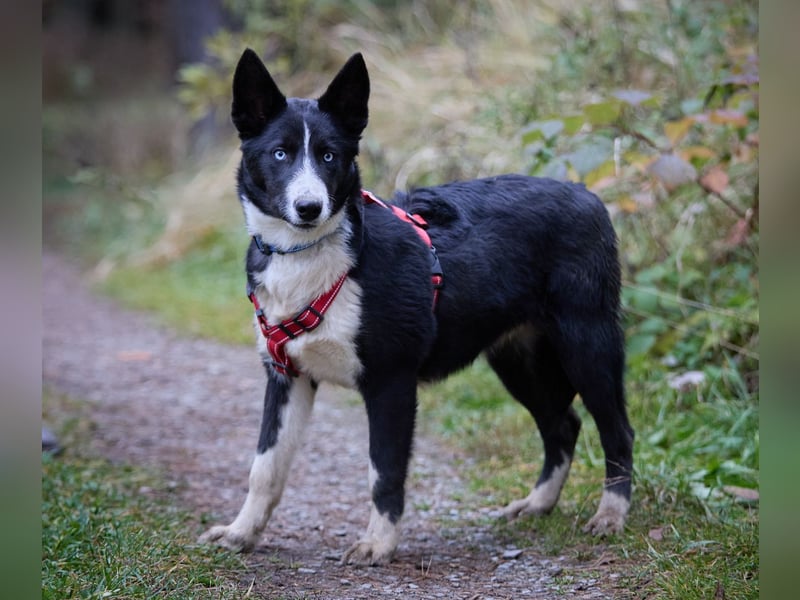 Ruhiger LEVIN sucht ein Zuhause