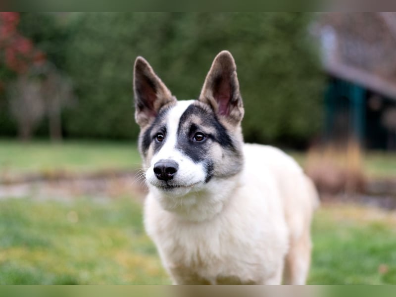 Lebenslustige JOSIE sucht eine aktive Familie