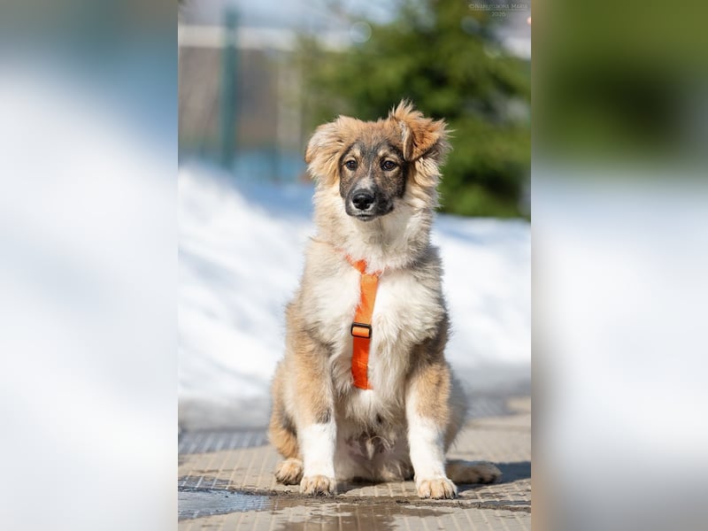 Freundlicher ILYUSHA sucht seine Menschen