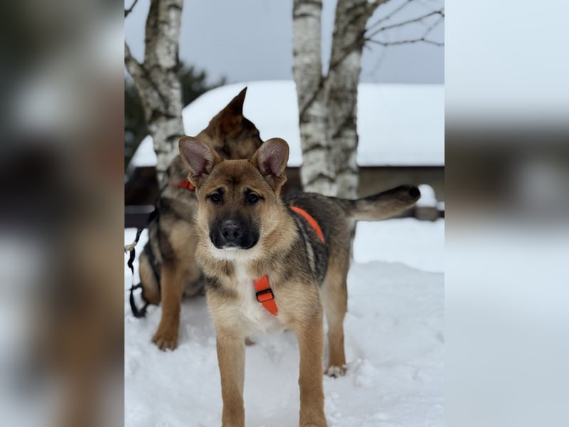 Ruhige NOOBI sucht ein Zuhause