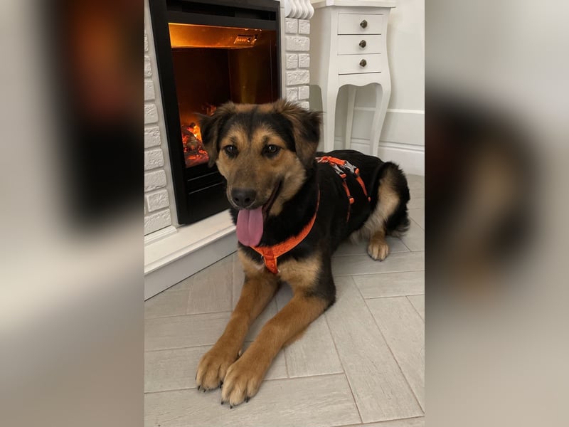 Neugierige ALMA möchte eine Familie finden