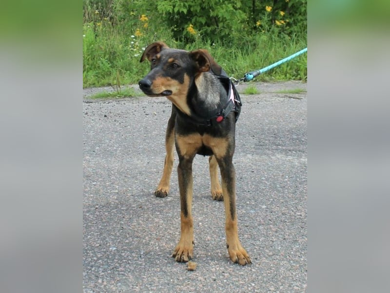 Aufgeschlossene BETA sucht eine treue Familie