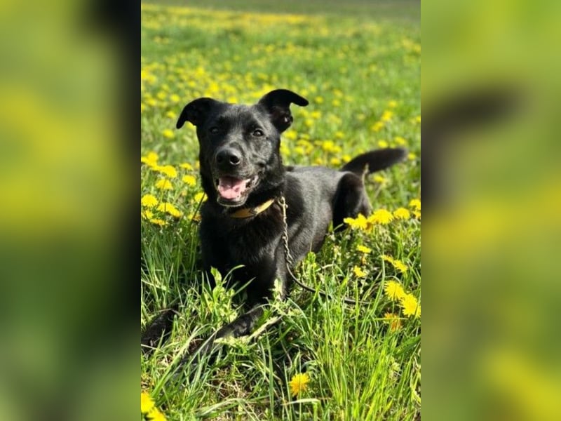 FIETE – erfahrener, konsequenter Hundehalter gesucht FIETE – erfahrener, konsequenter Hundehalter gesucht