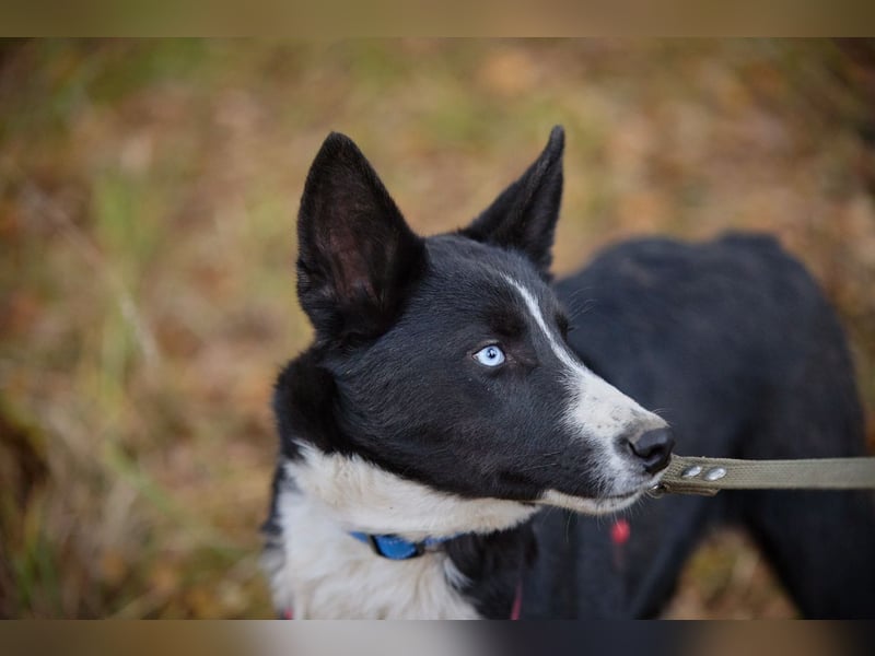 Ruhiger LEVIN sucht ein Zuhause