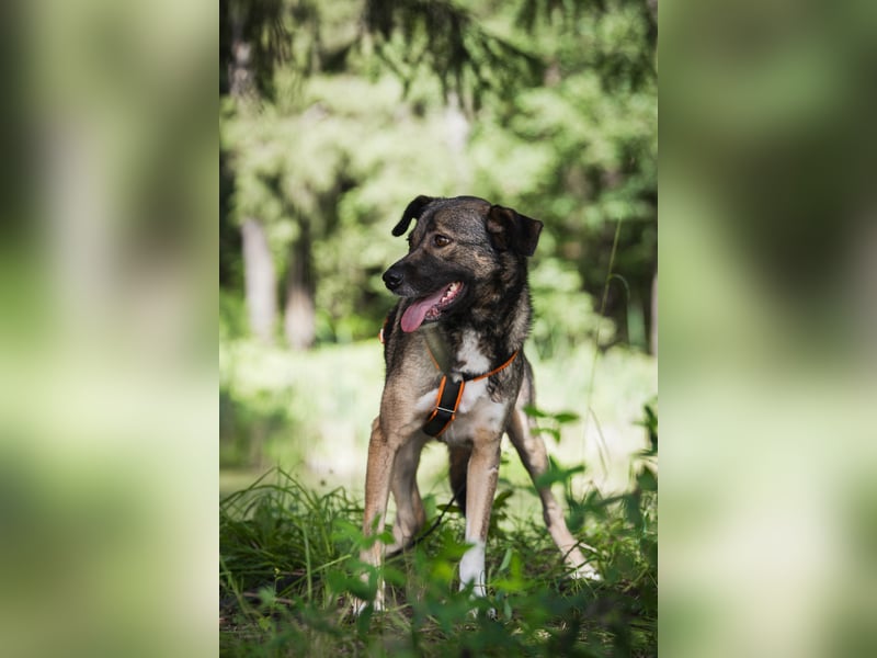 Treue NASTYA sucht treue Menschen