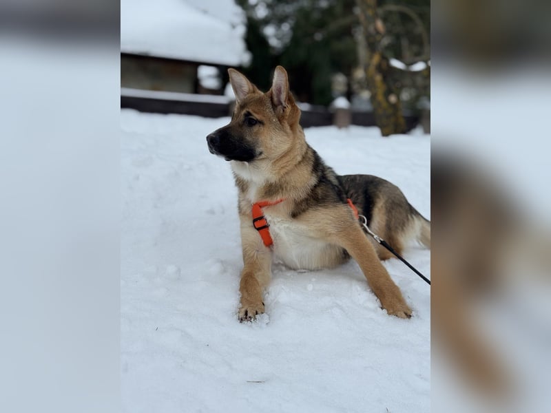 Ruhige NOOBI sucht ein Zuhause