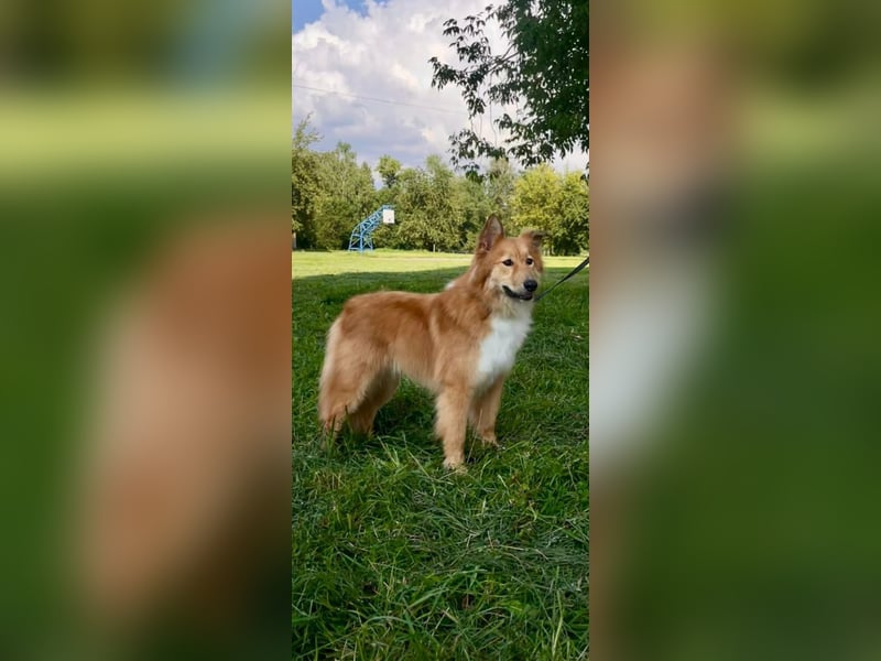 Hübscher SPAYK sucht eine Familie (gerne mit Kindern)
