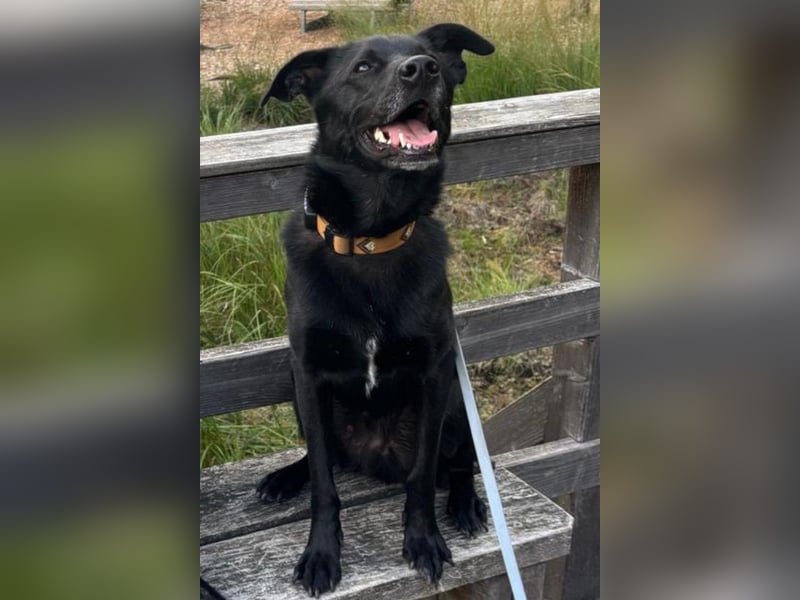 FIETE – erfahrener, konsequenter Hundehalter gesucht FIETE – erfahrener, konsequenter Hundehalter gesucht