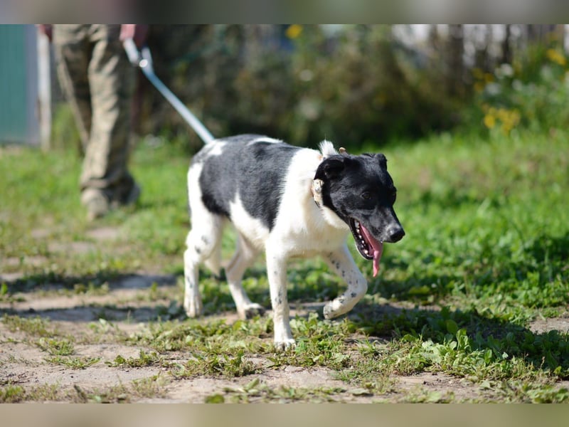 Niedliche ZOYA sucht ein liebevolles Zuhause Niedliche ZOYA sucht ein liebevolles Zuhause