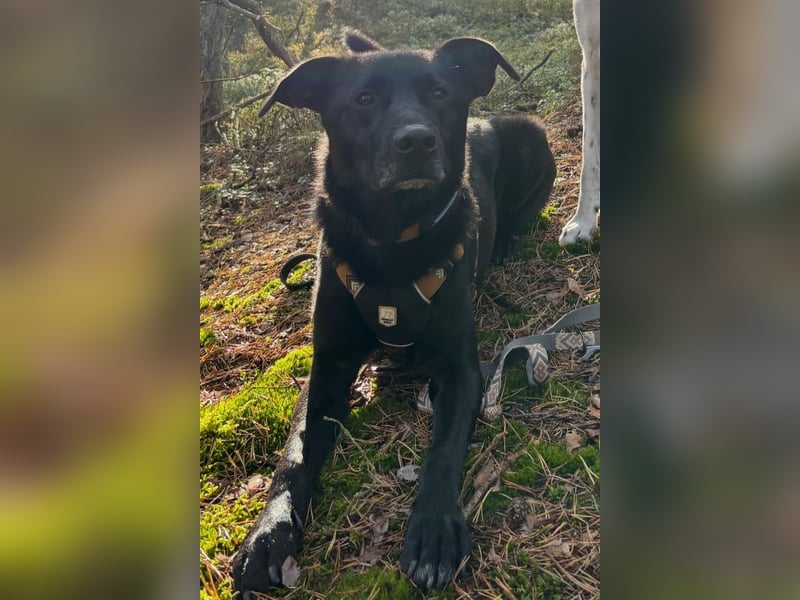 FIETE – erfahrener, konsequenter Hundehalter gesucht FIETE – erfahrener, konsequenter Hundehalter gesucht