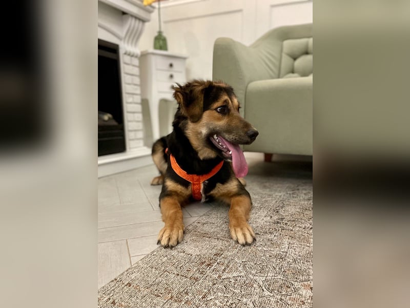 Neugierige ALMA möchte eine Familie finden