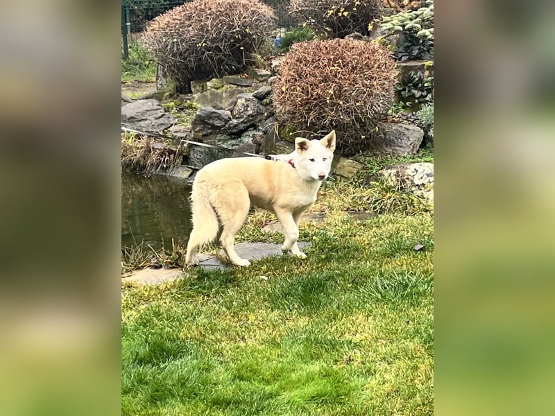 Bescheidene NURIKA sucht eine Familie