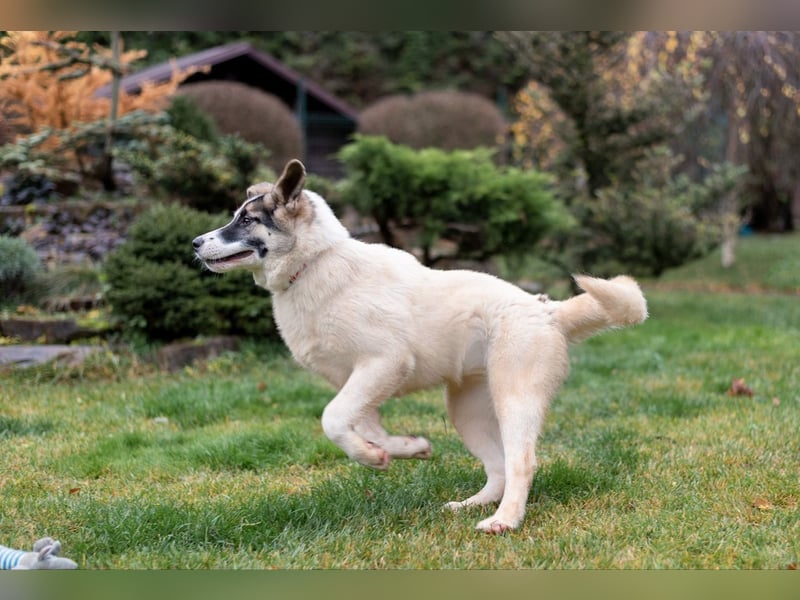 Lebenslustige JOSIE sucht eine aktive Familie