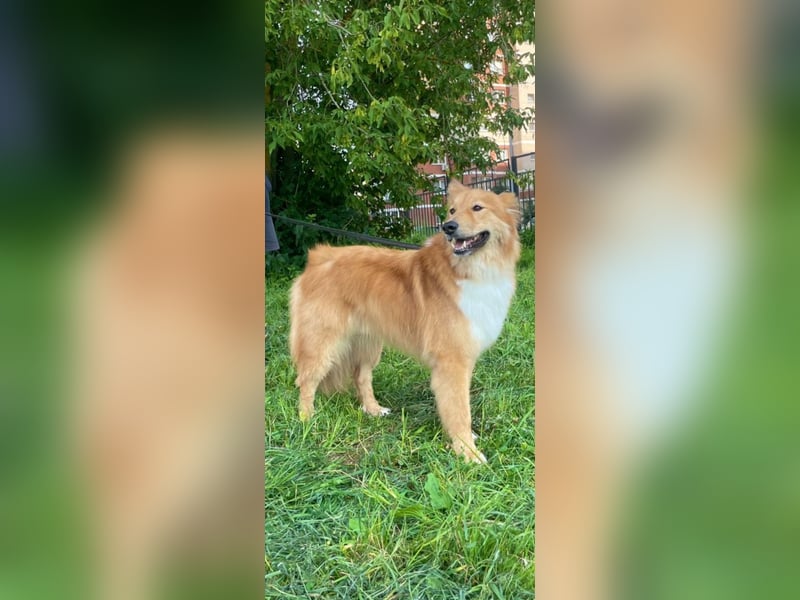 Hübscher SPAYK sucht eine Familie (gerne mit Kindern)