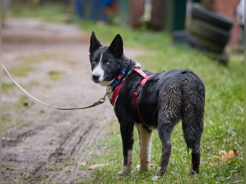Ruhiger LEVIN sucht ein Zuhause
