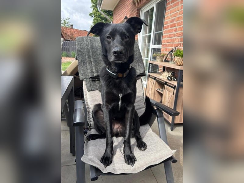 FIETE – erfahrener, konsequenter Hundehalter gesucht FIETE – erfahrener, konsequenter Hundehalter gesucht