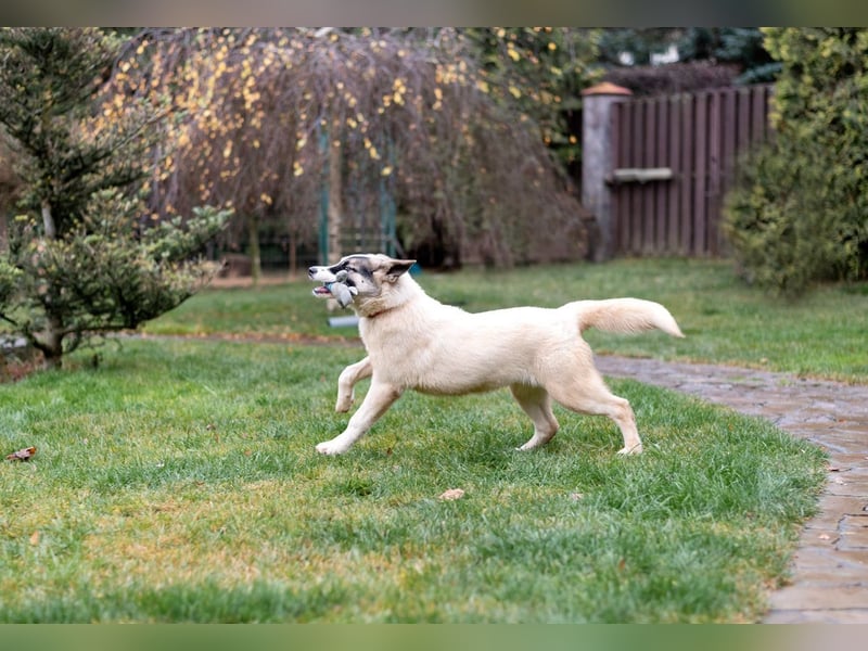 Lebenslustige JOSIE sucht eine aktive Familie