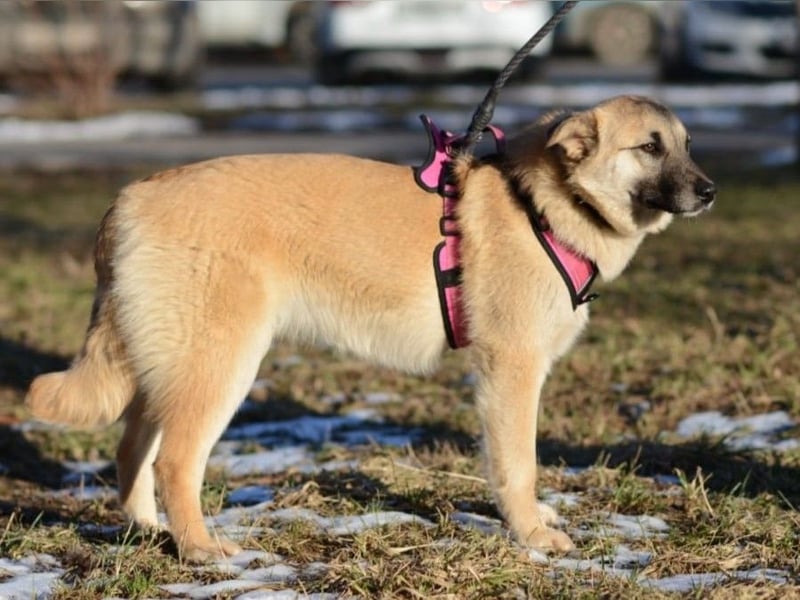 Nachdenkliche Arina ist für ruhige Menschen