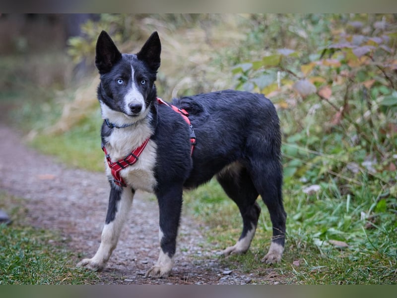 Ruhiger LEVIN sucht ein Zuhause