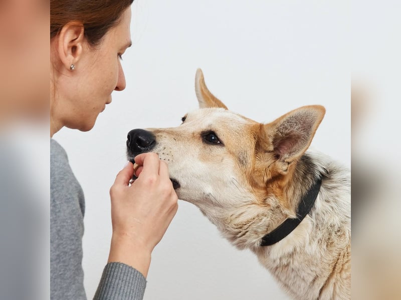 Feine SERAFIMA sucht ihre Familie