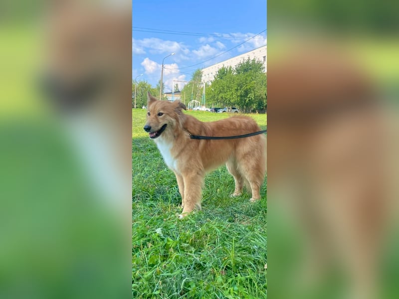 Hübscher SPAYK sucht eine Familie (gerne mit Kindern)