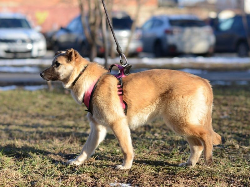 Nachdenkliche Arina ist für ruhige Menschen