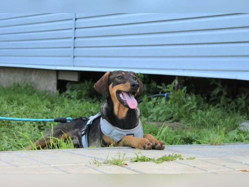 Ausgeglichener BRUNO sucht eine Familie