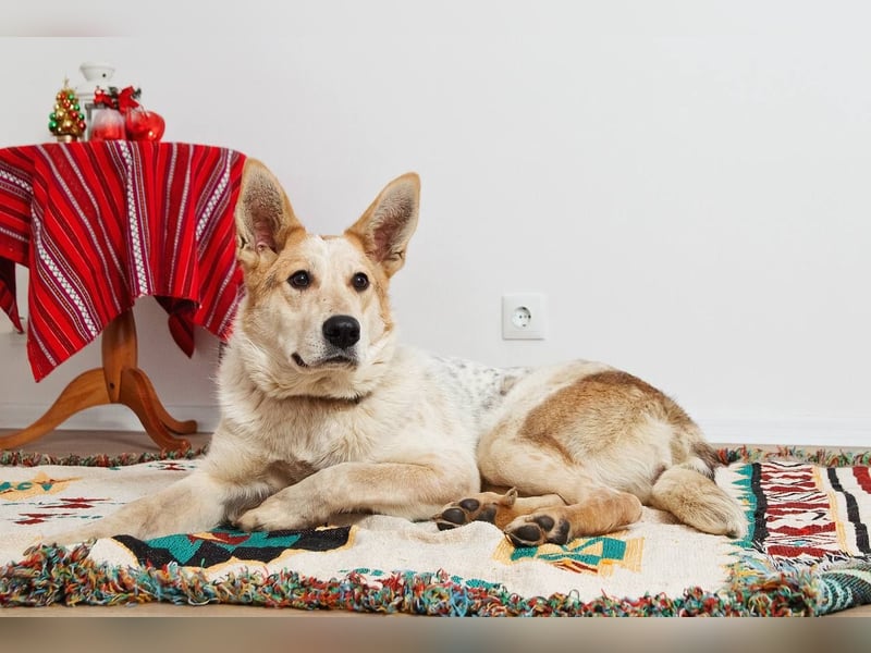 Feine SERAFIMA sucht ihre Familie