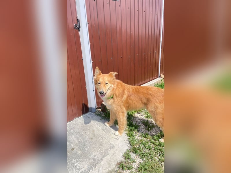 Hübscher SPAYK sucht eine Familie (gerne mit Kindern)