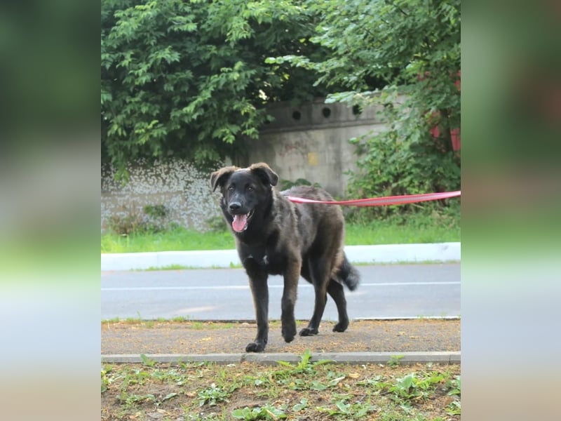 Braver MISHKA sucht ein Zuhause