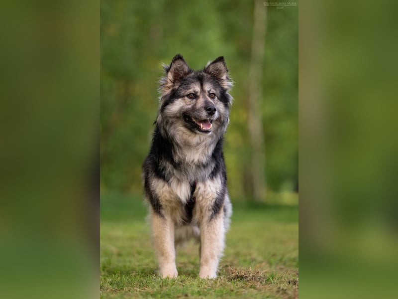 Wuschelige FREYA sucht ein schönes Zuhause