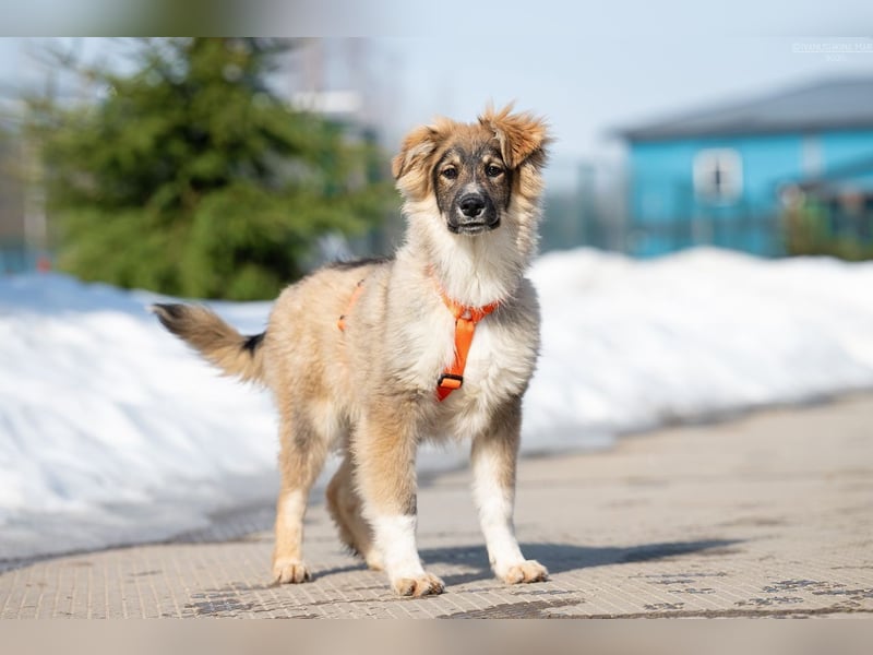Freundlicher ILYUSHA sucht seine Menschen