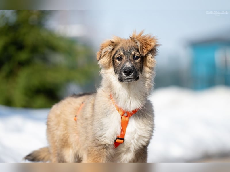 Freundlicher ILYUSHA sucht seine Menschen