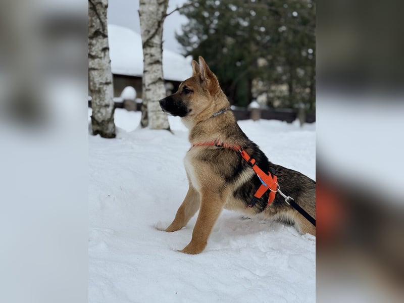 Ruhige NOOBI sucht ein Zuhause