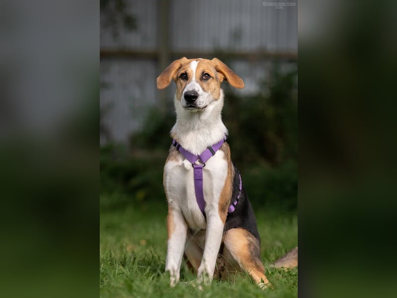 Sanfte ASTRA möchte ein für-immer-Zuhause finden Sanfte ASTRA möchte ein für-immer-Zuhause finden